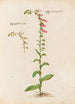 Plantes variées Pl21 - Giovanna Garzoni — artwork view