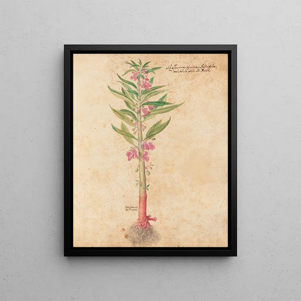 Plants diverses Pl22 - Giovanna Garzoni — framed artwork on a wall