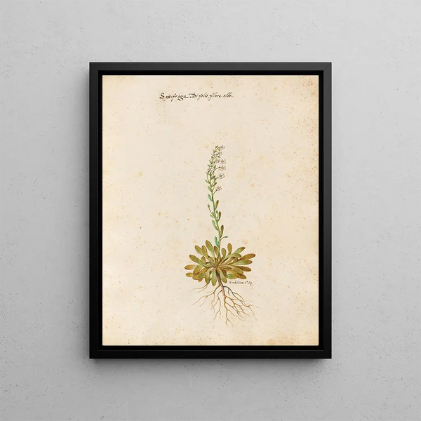 Plants diverses Pl23 - Giovanna Garzoni — framed artwork on a wall