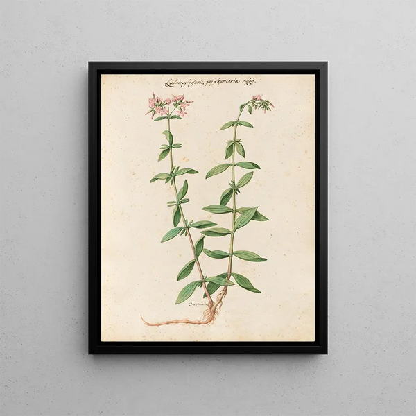 Plantes diverses Pl24 - Giovanna Garzoni — framed artwork on a wall