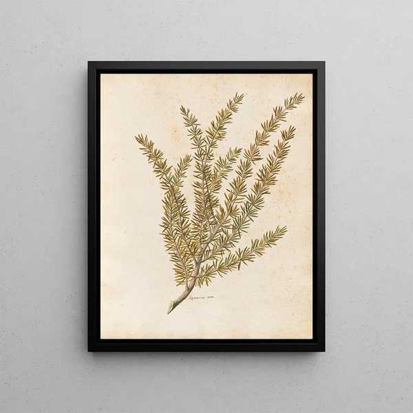 Plants diverses Pl25 - Giovanna Garzoni — framed artwork on a wall