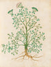 Plantes diverses Pl26 - Giovanna Garzoni — artwork view
