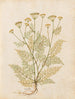Plants diverses Pl27 - Giovanna Garzoni — artwork view