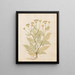 Plants diverses Pl27 - Giovanna Garzoni — framed artwork on a wall