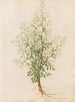 Plants diverses Pl28 - Giovanna Garzoni — artwork view