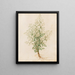 Plants diverses Pl28 - Giovanna Garzoni — framed artwork on a wall
