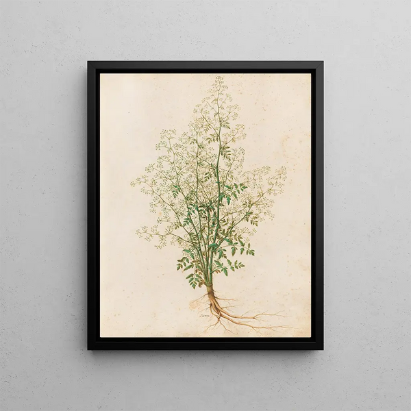 Plants diverses Pl28 - Giovanna Garzoni — framed artwork on a wall