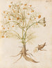 Plants diverses Pl29 - Giovanna Garzoni — artwork view