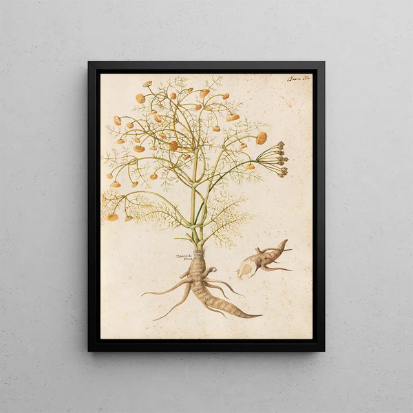 Plants diverses Pl29 - Giovanna Garzoni — framed artwork on a wall