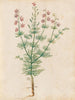 Plants diverses Pl30 - Giovanna Garzoni — artwork view
