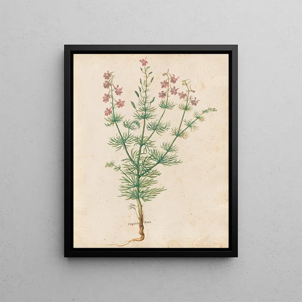 Plants diverses Pl30 - Giovanna Garzoni — framed artwork on a wall