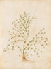 Plants diverses Pl31 - Giovanna Garzoni — artwork view