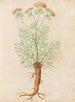 Plants diverses Pl32 - Giovanna Garzoni — artwork view