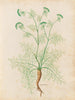 Plants diverses Pl33 - Giovanna Garzoni — artwork view