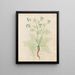 Plants diverses Pl33 - Giovanna Garzoni — framed artwork on a wall