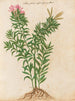 Plants of various kinds Pl34 - Giovanna Garzoni — artwork view
