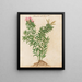 Plants of various kinds Pl34 - Giovanna Garzoni — framed artwork on a wall