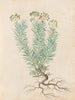 Plants diverses Pl35 - Giovanna Garzoni — artwork view