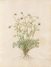 Diverse Plants Painting Pl36 - Giovanna Garzoni — artwork view