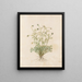 Diverse Plants Painting Pl36 - Giovanna Garzoni — framed artwork on a wall