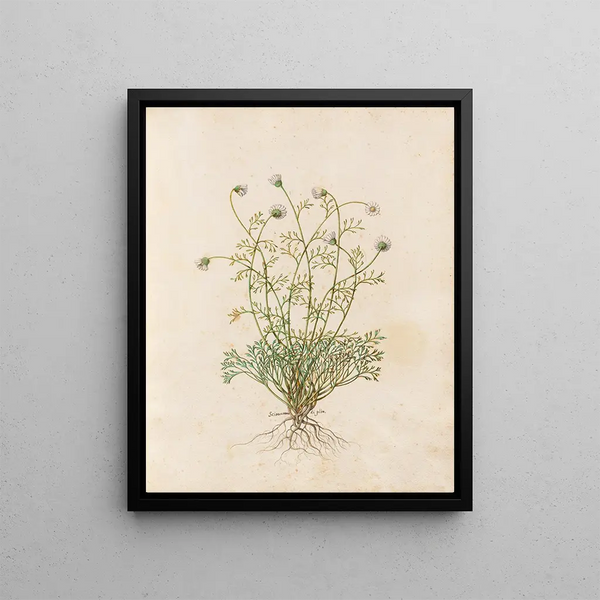 Diverse Plants Painting Pl36 - Giovanna Garzoni — framed artwork on a wall