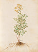 Plants assorted Pl37 - Giovanna Garzoni — artwork view