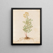 Plants assorted Pl37 - Giovanna Garzoni — framed artwork on a wall