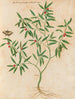 Plants various Pl38 - Giovanna Garzoni — artwork view