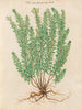Plants diverses Pl39 - Giovanna Garzoni — artwork view