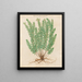 Plants diverses Pl39 - Giovanna Garzoni — framed artwork on a wall