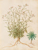 Plants diverses Pl40 - Giovanna Garzoni — artwork view