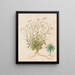 Plants diverses Pl40 - Giovanna Garzoni — framed artwork on a wall