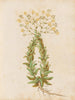 Plants diverses Pl41 - Giovanna Garzoni — artwork view