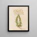 Plants diverses Pl41 - Giovanna Garzoni — framed artwork on a wall