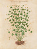 Plants diverses Pl42 - Giovanna Garzoni — artwork view