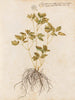 Plants diverses Pl43 - Giovanna Garzoni — artwork view