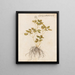Plants diverses Pl43 - Giovanna Garzoni — framed artwork on a wall