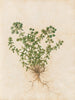 Plants diverses Pl44 - Giovanna Garzoni — artwork view