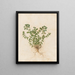 Plants diverses Pl44 - Giovanna Garzoni — framed artwork on a wall
