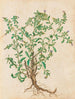 Plants diverses Pl45 - Giovanna Garzoni — artwork view