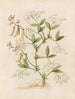 Plants diverses Pl46 - Giovanna Garzoni — artwork view