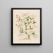 Plants diverses Pl46 - Giovanna Garzoni — framed artwork on a wall