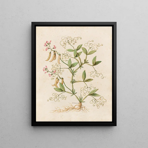 Plants diverses Pl46 - Giovanna Garzoni — framed artwork on a wall