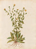 Plants diverses Pl47 - Giovanna Garzoni — artwork view