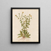 Plants diverses Pl47 - Giovanna Garzoni — framed artwork on a wall