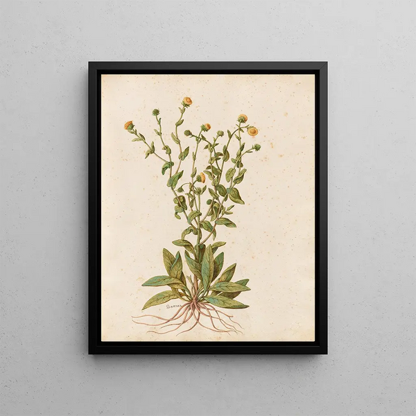 Plants diverses Pl47 - Giovanna Garzoni — framed artwork on a wall