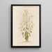 Plants assorted Pl48 - Giovanna Garzoni — framed artwork on a wall