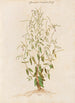 Plants assorted Pl48 - Giovanna Garzoni — artwork view