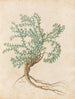 Plantes diverses Pl49 - Giovanna Garzoni — artwork view