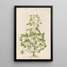 Plants assorted Pl50 - Giovanna Garzoni — framed artwork on a wall